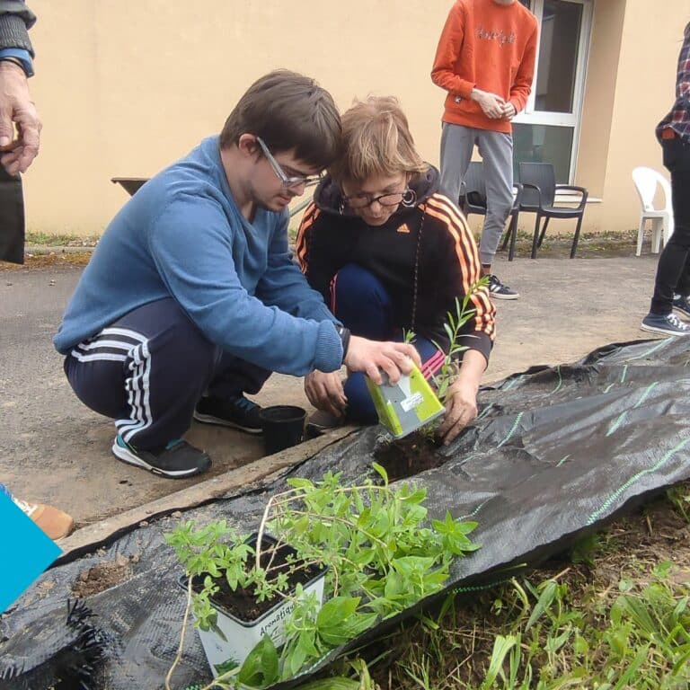 Plantation pour aménagement extérieur